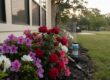 Is Soft Washing Safe for Pets? A Pet Owner’s Guide to Exterior Cleaning