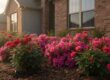 Biodegradable Exterior Cleaning Solutions: The Expert Guide to Eco-Safe Property Care