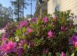 Professional Algae Removal Service: The Complete Guide to Safe Property Restoration